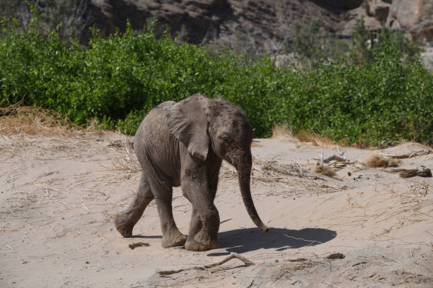 A young elephant seen grazing on dry grasses within the savanna environment of Kruger Park, representing the beauty of wild fauna.