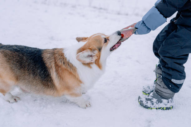 istock Corgi playing with a child in the snow 2194713180