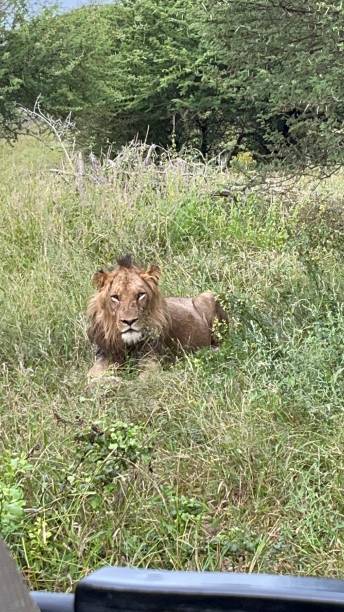 istock Lion of Kruger 2194713512