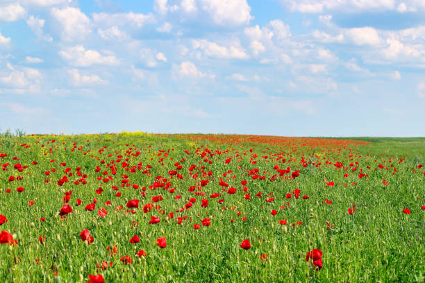 Poppyfield
