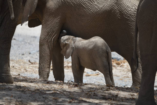 The elephant calf is in the centre of the photo with its trunk upwards. It is underneath its mother who is only partially seen. \n\nThe photo was taken in the Hoanib Valley, on the border of northern Damaraland and Kaokoland, in north west Namibia in February 2024