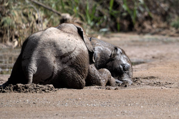 istock Desert elephant calf sleeping at odd angle in the Hoanib Valley Namibia 2194714529