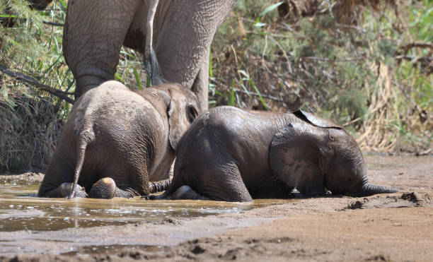 istock Two elephant calves sleeping in the Hoanib Valley, Namibia 2194714701