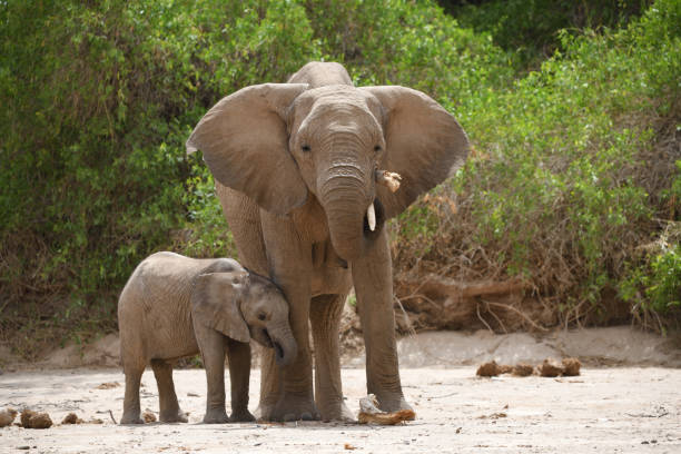 istock Desert adapted elephant and calf in the Hoanib, Namibia 2194715218