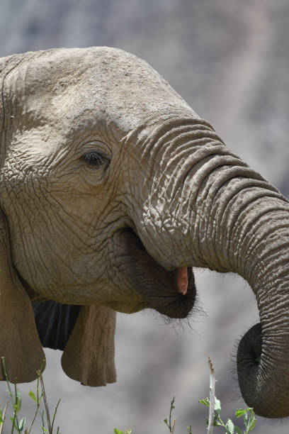 istock Desert elephant head and trunk in the Hoanib Valley, Namibia 2194715317
