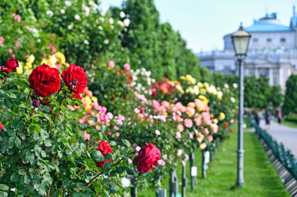 Fresh colorful roses in full bloom