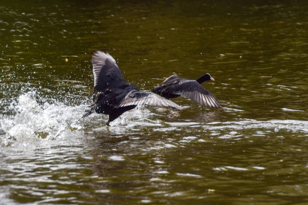 istock A pair of coots chase each other 2194716527