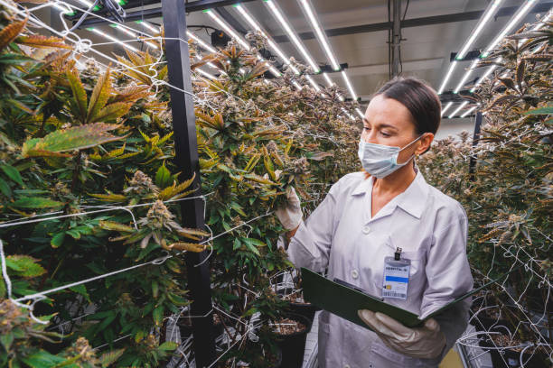 istock Scientist examining cannabis plant at indoor farm. 2194717381