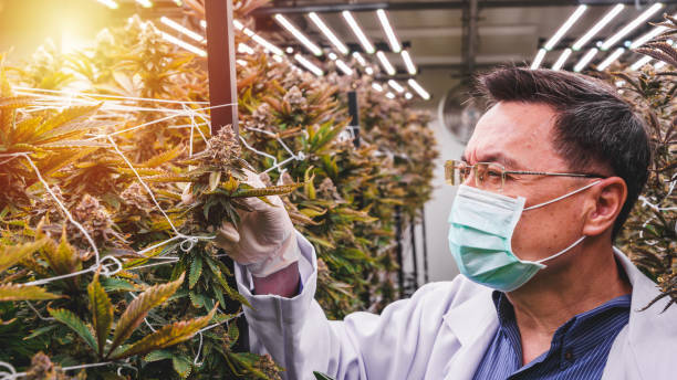 istock Scientist examining cannabis plant at indoor farm. 2194717457
