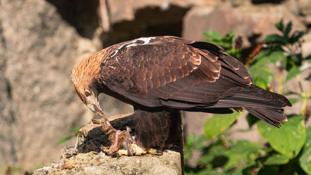 istock eastern imperial eagle  tearing apart its prey 2194717490