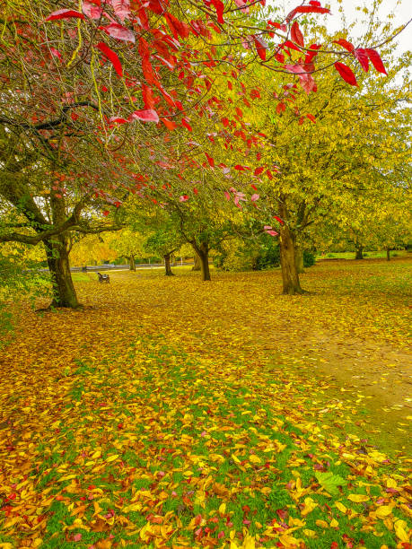 istock Trees in autumn color in a park. 2194717952