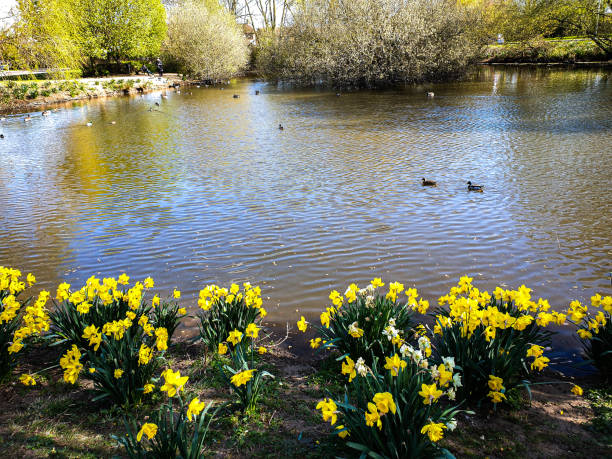 istock Daffodils in bloom on the banks of a pond. 2194718401