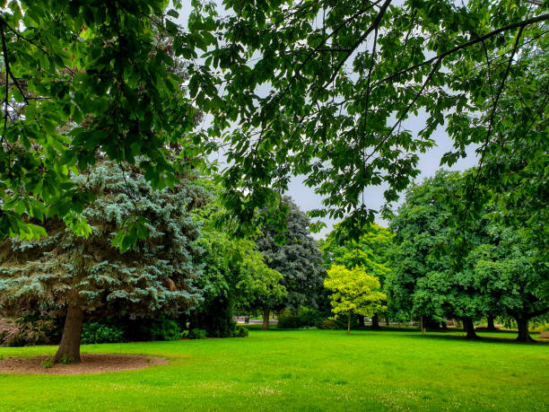 istock Trees in the summer time in a park. 2194718435