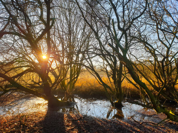 istock A beautiful sunrise over a marsh in nottingham, UK. 2194718626