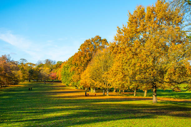 Exploring the woods in Wollaton Park in Nottingham, UK.
