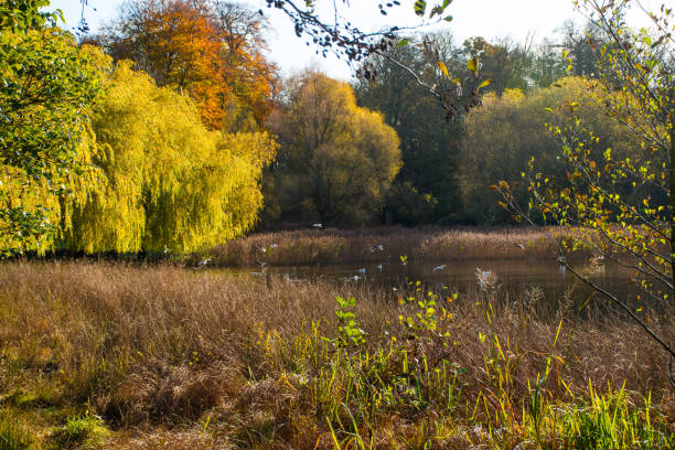 Exploring the woods in Wollaton Park in Nottingham, UK.