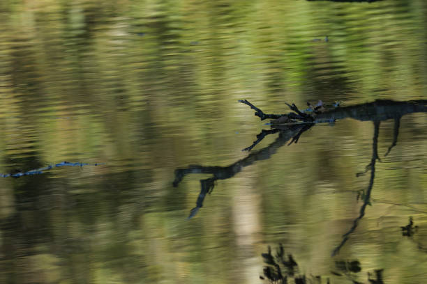 branches reflecting in the water surrounded by green background, quiet place by the lake, peaceful place by the pond with water reflecting of the twigs, leaves  reflecting in the calm water, waves