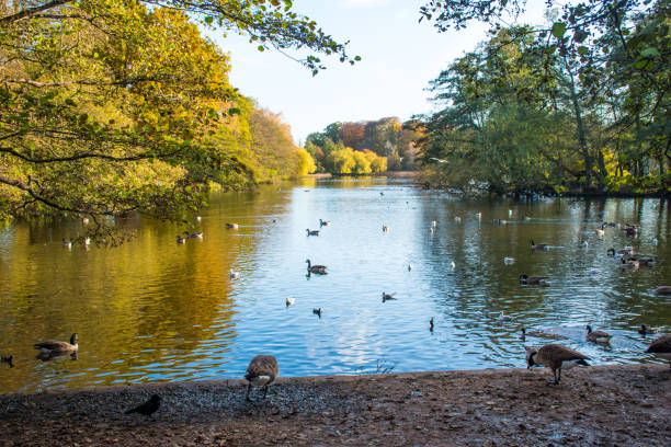 istock Beautiful lake with ducks and a reflection on water. 2194719088