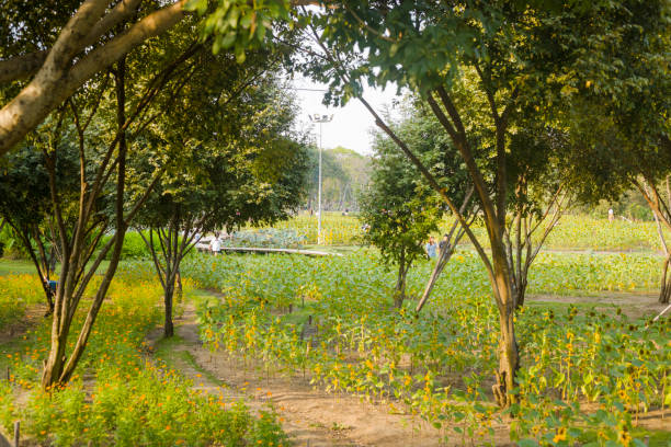 Center section of Wachirabenchathat Park (Rot Fai Park) with sunflower fields in Bangkok Chatuchak. View over smaller field in foreground to large field through gap between trees. Thai people are walking among sunflowers on pathways or on boardwalk within the field in background. In far background people are walking on one of main pathways in park