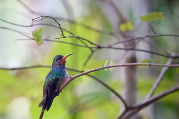 A Rufous-throated Sapphire Hummingbird  in Vitória, Espirito Santo, Brazil