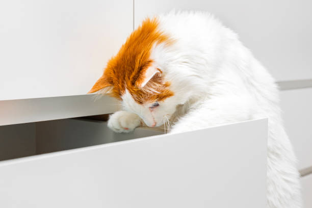 istock white domestic cat climbs into a cabinet drawer 2194721384