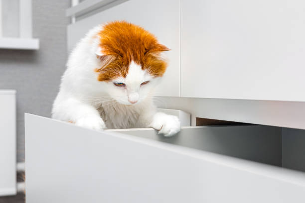istock the cat is looking for something in the closet drawer 2194721393