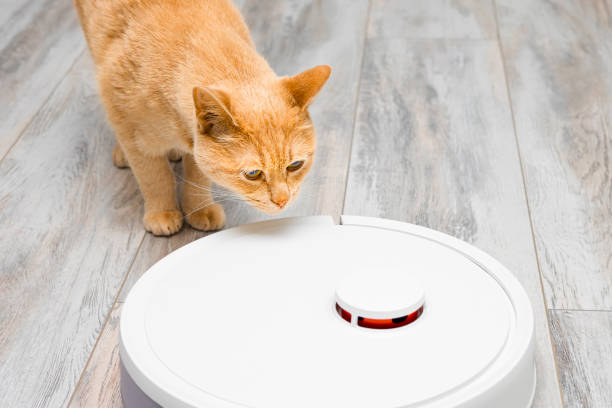 istock ginger cat sniffs robot vacuum cleaner, close-up 2194721412