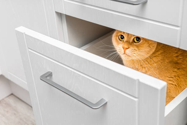 istock ginger cat hiding in kitchen cabinet drawer 2194721481