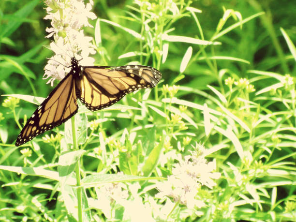 Monarch Butterfly, Forest Hill, Toronto
