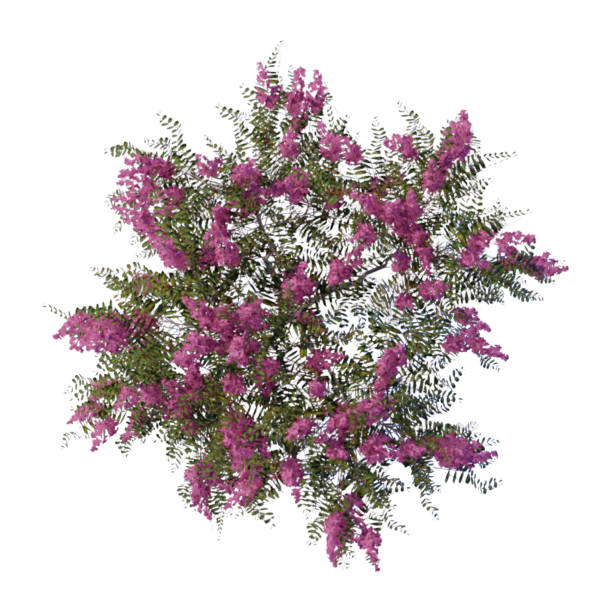 istock tree top view plant landscape architecture nature garden aerial render. 2194723314