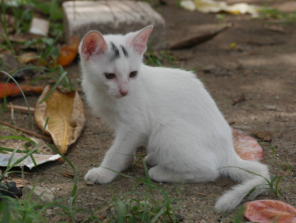 istock A white cat sitting on the ground, staring blankly. 2194723528