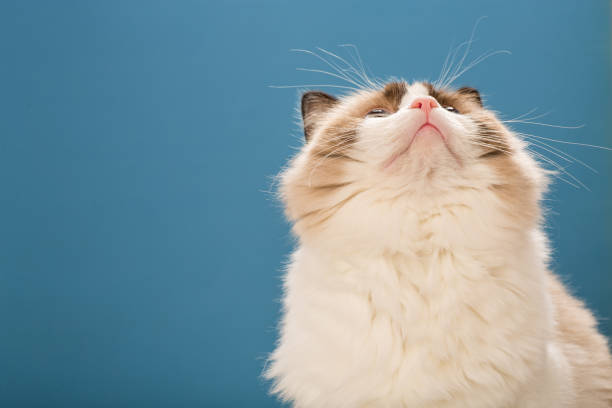 Beautiful Ragdoll cat with white and brown fur.