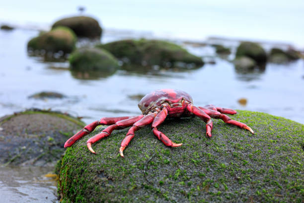 istock Red Exoskeleton of Crab on a Green Sea Boulder 2194725075