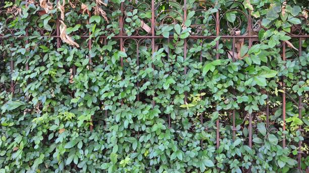 istock Iron fence with green trees growing on it. 2194726130