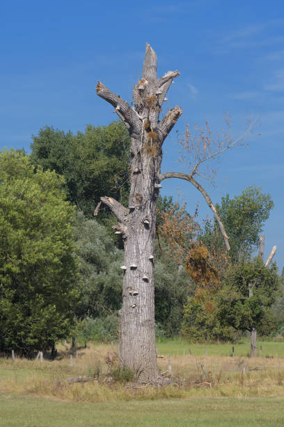 istock Valuable standing deadwood, important for insects and nesting cavities for birds in  Urdenbacher Kämpe Nature Reserve,Rhine River floodplain,old Rhine area,Düsseldorf-Urdenbach,Germany 2194726362