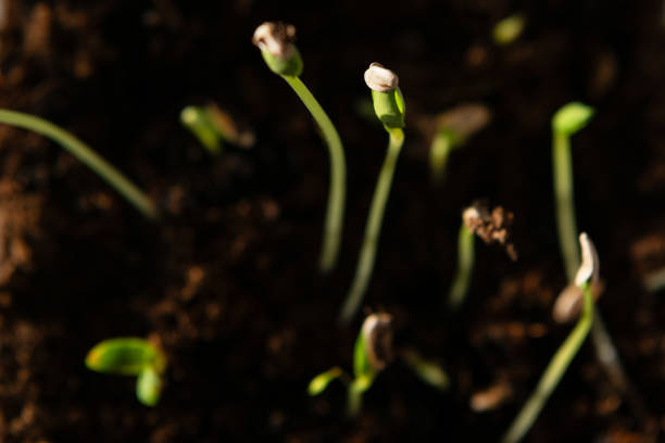 istock Young round melon sprouts from the seed 2194728001