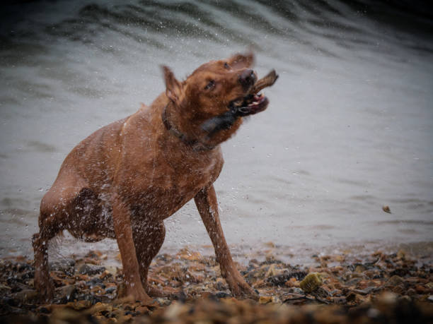 A dog playing at the beach. Yarmouth, Isle of Wight