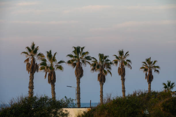 Coconut palms, ficus trees, magnolias and bright sun in the blue sky. Concept - vacation and travel.