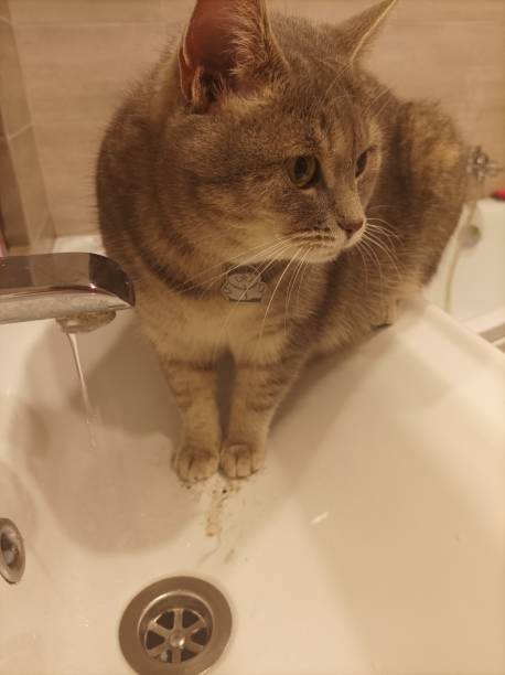 istock Funny pets. Cat drinks tap water 2194728879