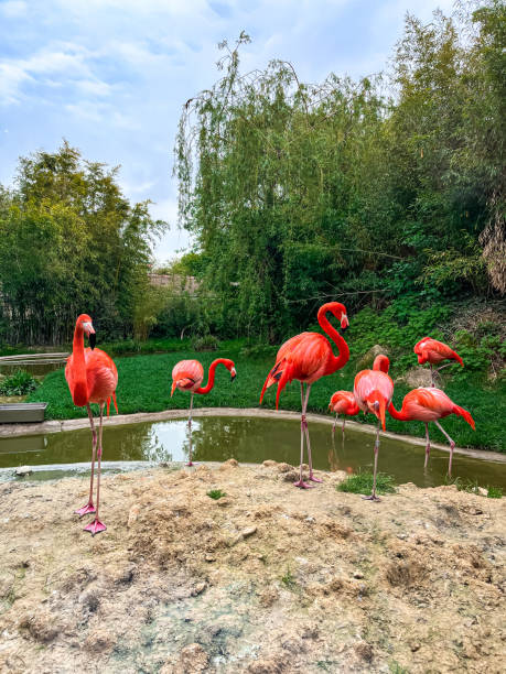 istock Flamingos by the Pond 2194729998