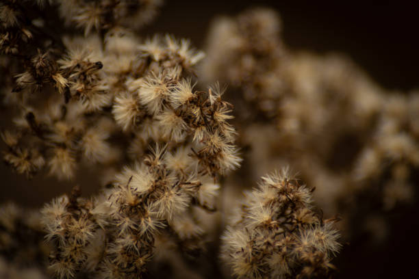 Small wild flower with spikes on the leaves in medium tones