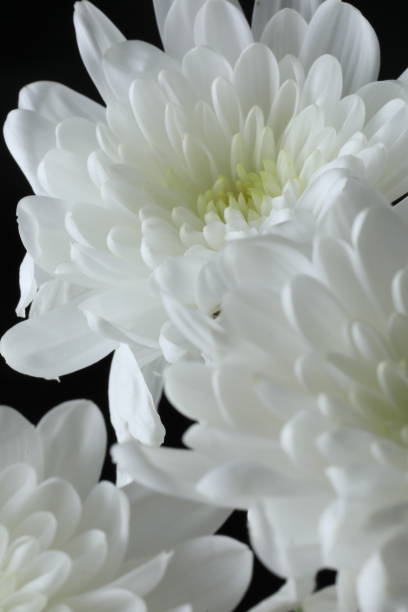 istock white and white chrysanthemum flowers 2194731822