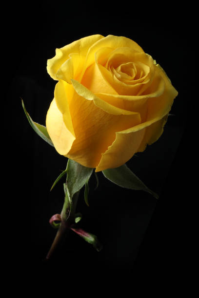 istock beautiful rose on dark background, summer concept, close view 2194731826