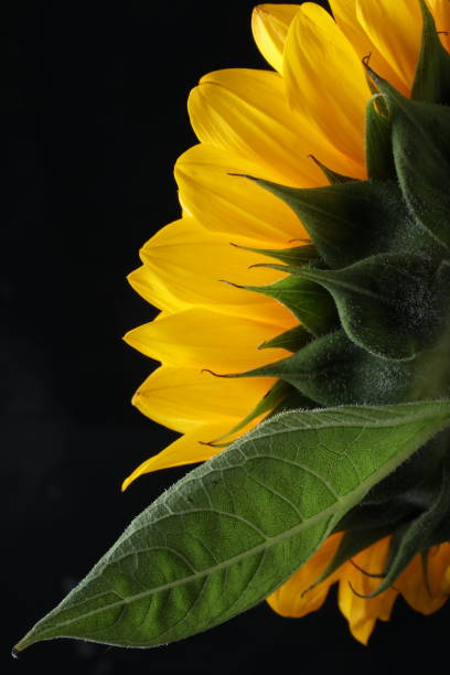 Sunflower series
