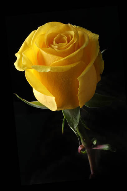 istock beautiful rose on dark background, summer concept, close view 2194731836