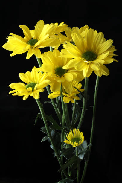 istock beautiful yellow daisy flowers close up 2194731840
