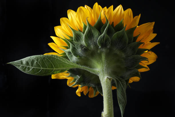 istock beautiful sunflower on black background 2194731844