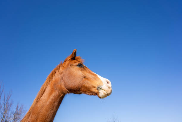 Beautiful chestnut pony, head shot against blue sky.