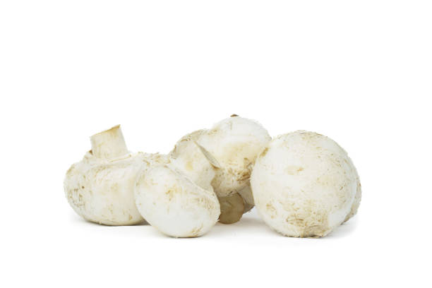 istock group of mushroom isolated on white background 2194733061