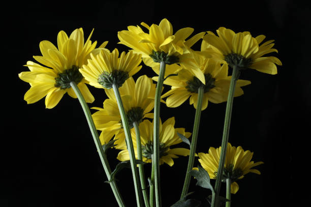 istock beautiful yellow daisy flowers close up 2194733367